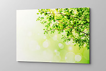 Obraz Zelená vetvička 1581